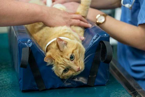 Uretrostomija na mački - koje posledice mogu biti? Uretrostomija na mački - koje posledice mogu biti?